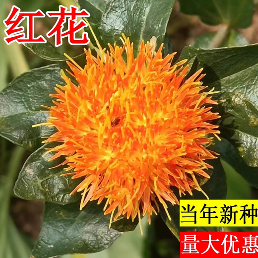 Xiaochunfeng Chinese herbal medicine safflower seeds saffron seeds Xinjiang grass saffron seeds genuine pure new field planting seeds safflower seeds one Jin Jin is equal to 0.5 kg