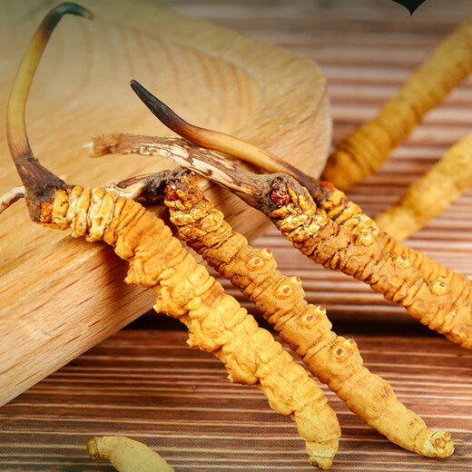 Zangyou auténtica caja de regalo de Cordyceps con tónico para la primera etapa del regalo de Cordyceps para que los ancianos y los padres lideren el regalo nutricional [Uso económico] 5 palos/G-5 gramos-25 palos [descuento especial]