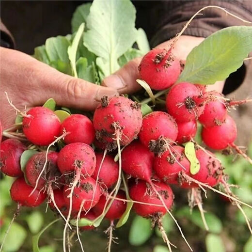 Cherry fruit radish seeds~thin-skinned carrot seeds garden potted small white lazy people easy to grow fruit cherry radish*2 pack 600 capsules