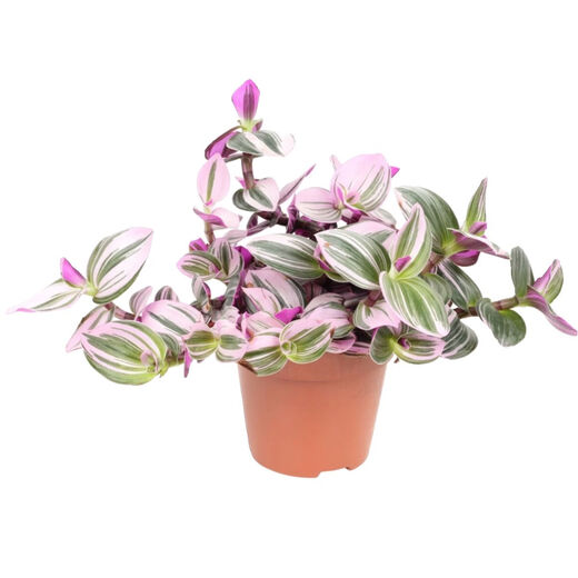 Yusenyi Oil Painting Wedding Ceremony Chlorophytum Potted Green Plants Purify the Air and Absorb Formaldehyde Balcony Good for Indoor Office Garden Oil Painting Chlorophytum 11 Pots Not Included