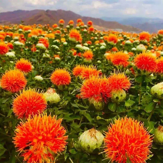 Xiaochunfeng Chinese herbal medicine safflower seeds saffron seeds Xinjiang grass saffron seeds genuine pure new field planting seeds safflower seeds one Jin Jin is equal to 0.5 kg
