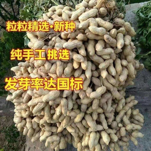 New goods have arrived, original dwarf oil-pressing peanut seeds, spring sown peanut seeds, thin-shell peanuts, dwarf flowers, first-generation peanut original seeds, half Jin Jin equal to 0.5 kg 250g