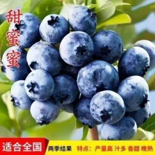 Two harvests, four-season blueberry seedlings potted for ground planting, fruit tree seedlings in the south and north, indoor potted plants, Blue Rain, high yield in two seasons, one-year seedlings, one package shipped with soil