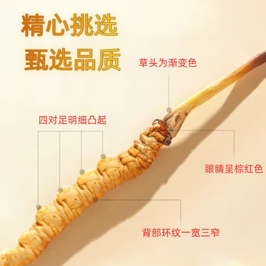 Pékin Tongrentang Cordyceps même qualité Cordyceps Boad Cordyceps Boad Boîte de santé Produits de santé Suppléments nutritionnels Cordyceps King Médicaments Médicaments 50 Boîtes-cadeaux (Spécifications 3 bâtons par gramme)