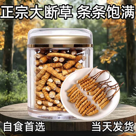 Cordyceps Sinensis крупная сломанная трава тибетская область Высококачественная скидка на самообучение Cordyceps на тот же день выставки 2025 г.
