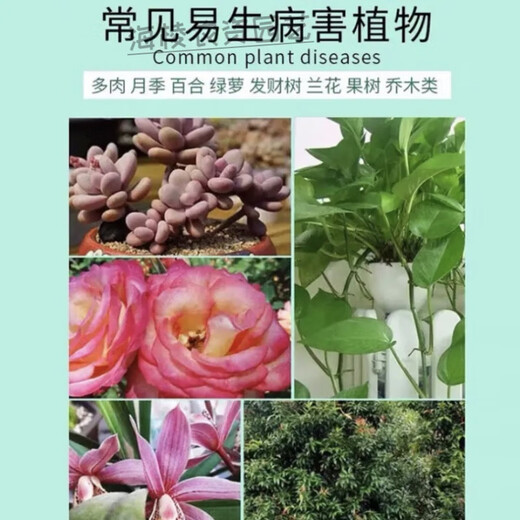 Carbendazim plant nutrient solution black spot leaf spot disease succulent yellow leaf orchid flower chlorothalonil agent carbendazim 900g/bag strong