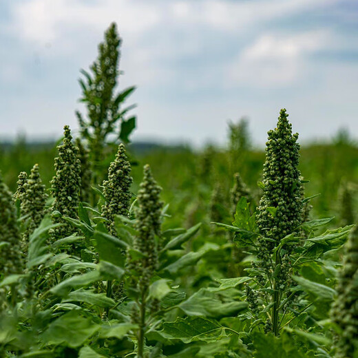 Xinyi black quinoa seeds are early-maturing and high-yielding in the field for easy-to-live quinoa seeds and multi-grain seeds. Red quinoa seeds are half Jin Jin equal to 0.5 kg.