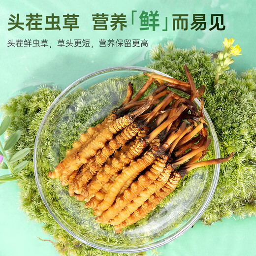 Guokuntang Fresh Cordyceps Sinensis в Nagqu, тибее, прямые волосы 0,4-0,5 г/корень 30