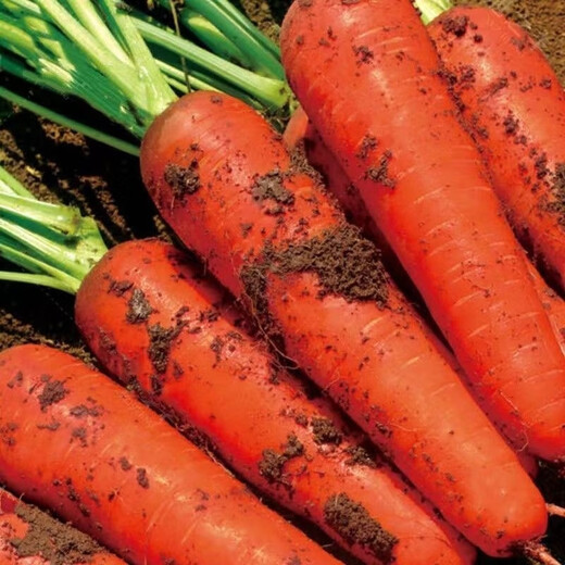 Nine-inch three-red carrots, summer and autumn heat-resistant and cold-resistant fruits and vegetables, radish, crispy and sweet for all seasons, garden carrots for all seasons, nine-inch carrot seeds, new varieties, high-quality varieties, 1 pack of about 1066 seeds