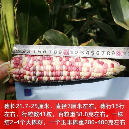 National Approval Super Sweet Colorful Waxy Corn Seeds Flowery Waxy Corn Seeds Colorful Cloud Sweet Waxy Corn Farmers High Yield National Approval Colorful Waxy Corn Seeds 5 packs about 251 grains