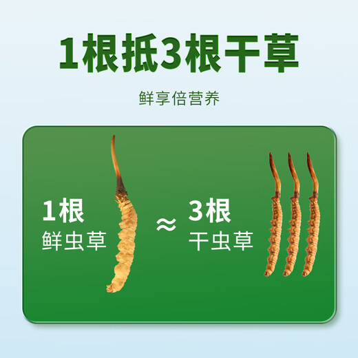 Wancao Kangren [Straight from Origin] Fresh Cordyceps sinensis Tibetan area Fresh Cordyceps high-end tonics to give gifts to elders First-rate fresh grass [0.6g/root] 20 roots