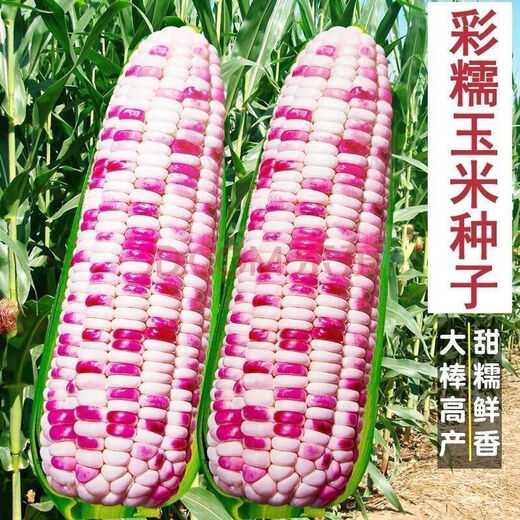 National Approval Super Sweet Colorful Waxy Corn Seeds Flowery Waxy Corn Seeds Colorful Cloud Sweet Waxy Corn Farmers High Yield National Approval Colorful Waxy Corn Seeds 5 packs about 251 grains