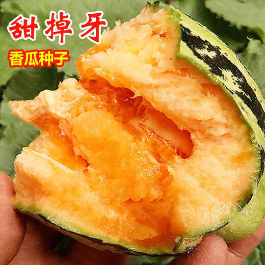 Tianfen rock sugar melon, sweet and tooth-dropping melon seeds, thin-skinned, super-sweet flower-skinned cantaloupe spring seeds, four-season fruits, autumn and summer, selected new species, cantaloupe seeds, original 300 capsules