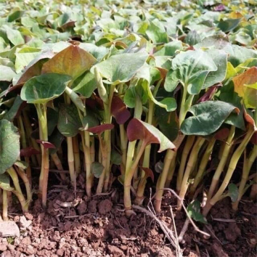 Houttuynia cordata seed seedlings + Sichuan authentic fresh folded ear root seedlings for home gardening and four-season potted plants. Houttuynia cordata seeds only sell good seeds. Simple and easy to plant. Receive 1 bag