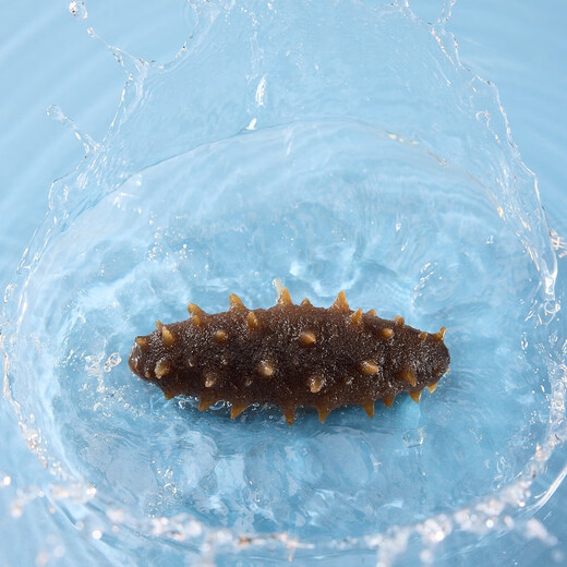 Grandma Zhang Dalian organic ready-to-eat sea cucumber 2Jin Jin equal to 0.5kg 14-20 pieces high quality pollution-free seafood aquatic products gift box gift giving