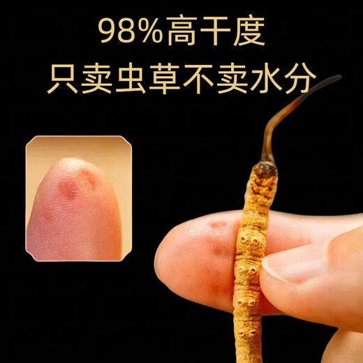 Pékin Tongrentang Cordyceps même qualité Cordyceps Boad Cordyceps Boad Boîte de santé Produits de santé Suppléments nutritionnels Cordyceps King Médicaments Médicaments 50 Boîtes-cadeaux (Spécifications 3 bâtons par gramme)