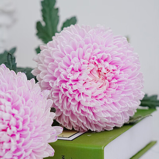 Graceful and luxurious, 3 branches of color-absorbing peonies and chrysanthemums