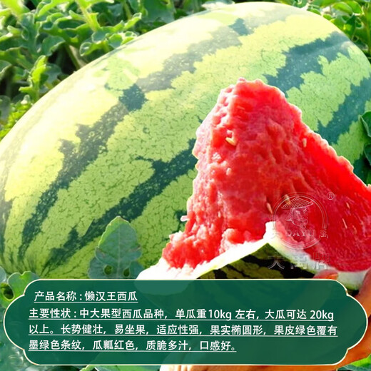 Dayu Lazy Man Watermelon Seed Seedlings Extra Large Suitable for Early Maturing Lazy People in the South 8424 Kirin Melon Meidu Seedless Fruits and Vegetables Lazy Man Watermelon Seeds About 50 Particles 2 Bags Free of Marking
