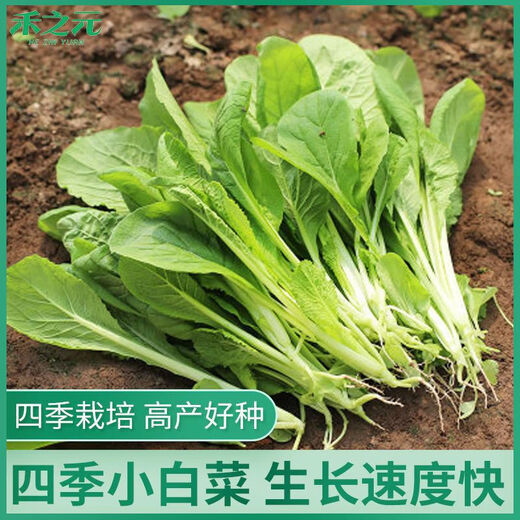 Four-season Shanghai green seeds, small green cabbage, chicken feathers, fast-growing cabbage, rapeseed, heat-, humidity- and cold-resistant, field use, original four-season fast-growing cabbage, about 3600 capsules, 3 packs