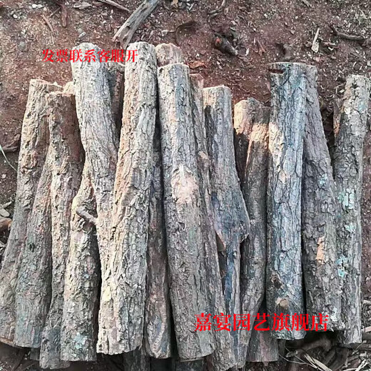 Champagne trunk underwater forest ornaments decoration pure natural water and land tank rainforest tank landscaping climbing pet turtle sun terrace 4-6 cm in diameter and 20 cm long