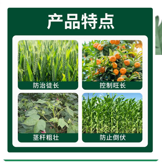 Chlormequat control growth drug dwarf green Zhuang control vigorous growth and shrinkage of peanuts, corn, rice and sweet potato crops for agricultural use 500g/1 bottle
