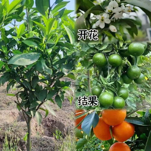 Authentic Wogan seedless fruit saplings, Wuming Wogan seeds, Wogan seeds, can be planted in the north and south, Wogan seeds, two packs of about 20 pieces