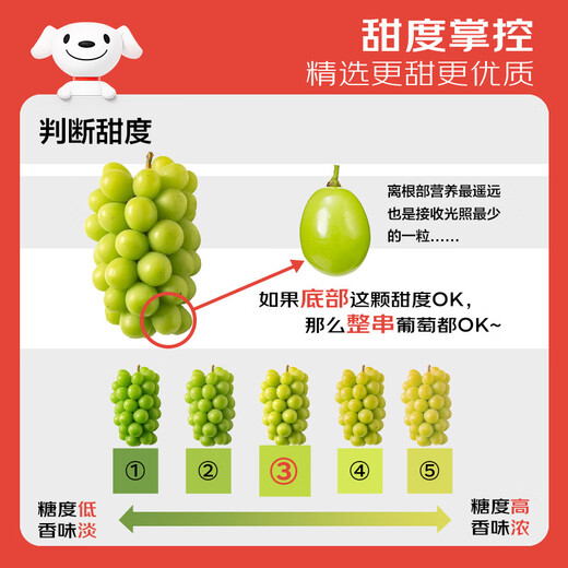 Jingxiansheng Sunshine Rose Grape Green Grape 2-2.5 Jin Jin is equal to 0.5 kg, single fruit is about 10g, fresh fruit
