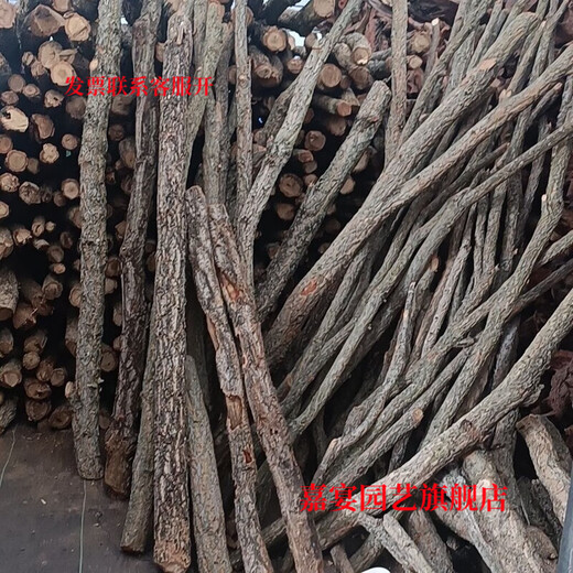 Champagne trunk underwater forest ornaments decoration pure natural water and land tank rainforest tank landscaping climbing pet turtle sun terrace 4-6 cm in diameter and 20 cm long