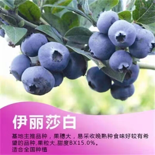 Two harvests, four-season blueberry seedlings potted for ground planting, fruit tree seedlings in the south and north, indoor potted plants, Blue Rain, high yield in two seasons, one-year seedlings, one package shipped with soil
