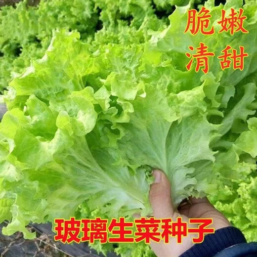 Loss Impulse Four Seasons Glass Lettuce Butter Lettuce Seeds Crisp and Tender Raw Seeds Four Seasons Potted Vegetables Glass Lettuce Seeds 800 Brand Original Color Pack