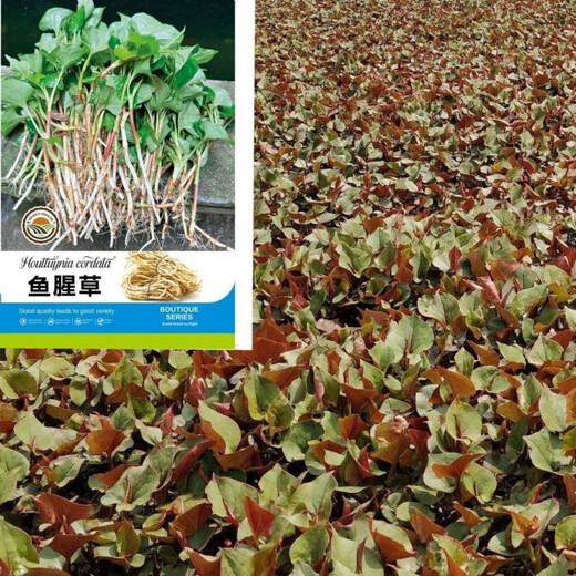 Houttuynia cordata seed seedlings + Sichuan authentic fresh folded ear root seedlings for home gardening and four-season potted plants. Houttuynia cordata seeds only sell good seeds. Simple and easy to plant. Receive 1 bag