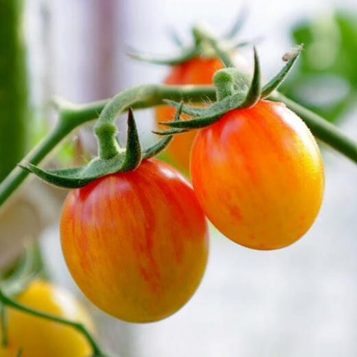 Sunrise Bumblebee Tomato Seed High Sweetness Mini Cherry Tomato Cherry Tomato Seed Collection White Fei Tomato 33 High Sweetness