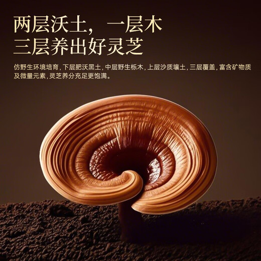 芝正元破壁灵芝孢子粉360袋半年装 6礼盒 送父母好礼 提高免疫力 滋补