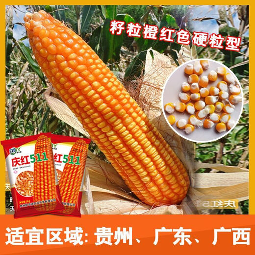 Guangxi corn variety Qinghong 511 hard-kernel quality corn seeds are adapted to medium and low altitudes Qinghong 511 corn seeds 2Jin Jin equals 0.5kg/bag