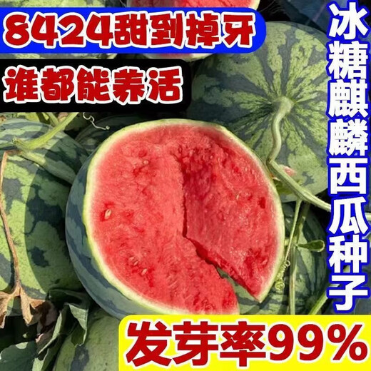 8424 Kirin watermelon seeds, seedless, high-yield rock sugar, lazy watermelon seeds, southern four-season vegetable and fruit seeds, Huayu original color pack, 1 pack, about 50 capsules