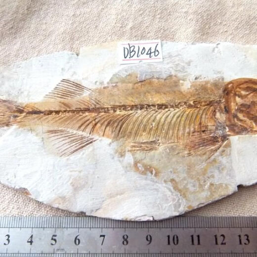 
2025 new Liaoxi natural wolf fin fish fossils placed in stone animals retro paleontology science popularization specimens DB1025 with bracket