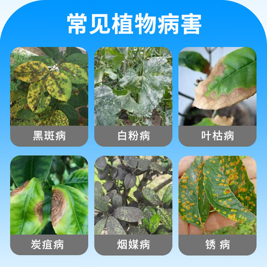 Osmanthus leaf blight yellow leaves scorched leaves Osmanthus tree special fertilizer nutrient solution dry tip leaf spot disease fungicidal medicine 1 bottle 400ml with nozzle