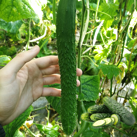 Green-core cucumber seed seedlings, high-yielding, heat-resistant cucumber seeds, Shouguang vegetable seeds for potted balcony planting in all seasons in spring, Jinyan No. 4 cucumber original 1 pack (about 50 pieces)