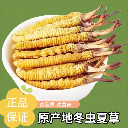 La nouvelle boîte cadeau séchée de Cordyceps séchée de Kangsil pour offrir des cadeaux à nourrir et à nourrir la qualité de sélection de Cordyceps pour les anciens Tibet Nagqu Cordyceps environ 2 racines / gram 80 racines (boîte cadeau)