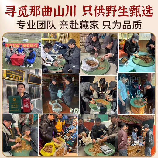 Dongzai [Narqu, Tibet] Wild Cordyceps sinensis hohe Höhe wilde Cordyceps sinensis tonische Geschenkbox für Älteste [Narqu, Tibet] 2 Wurzeln/G-High-End-Business 50G (Geschenkbox)