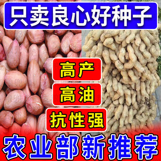 Peanut Seeds Academy of Agricultural Sciences Shelled Huayu No. 25 peanut seeds new variety self-seeding Thin-shell peanut seeds can be saved 100% original peanuts 3Jin Jin equals 0.5 kg 1500g