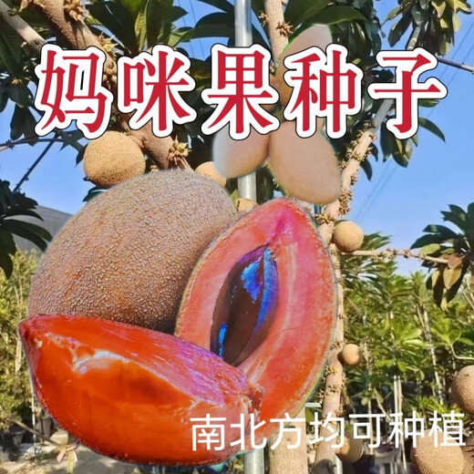 Planting Mummy Fruit Ghanaian Mummy Melon seeds can be used as garden potted fruit. The fruit can be grown in both the north and the south. Mummy Fruit. Note that 50 new seeds are planted.