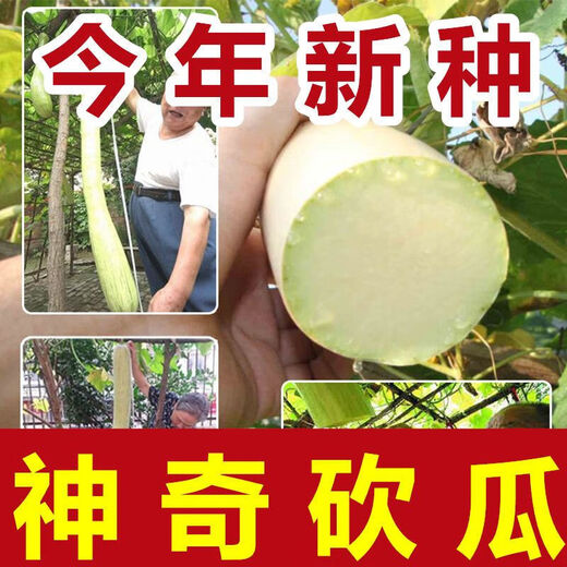 Newly planted this year, magical cucumber seeds for four seasons, pumpkin seeds, climbing vines, melon and fruit seeds, rapeseed seeds with high yield. Magic cucumber seeds/pack, about 6 capsules, 1 pack