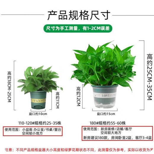 Shuangmeng green radish potted formaldehyde-removing flowers and green plants office new house air purification 180 gallons 4 pots straight from the source