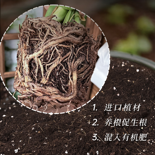Jinyate nutritional soil universal peat soil planting flower soil coconut bran soil vegetable organic fertilizer flower potting 50L