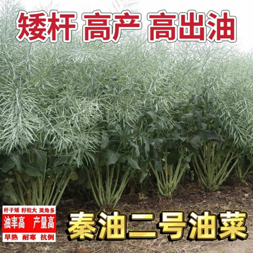 Qinyou № 2 рапс высокомасляный карликовый рапс морозостойкий рапс капустного типа Qinyou № 2 высокомаслянистый рапс капустного типа оригинальная упаковка 50 г