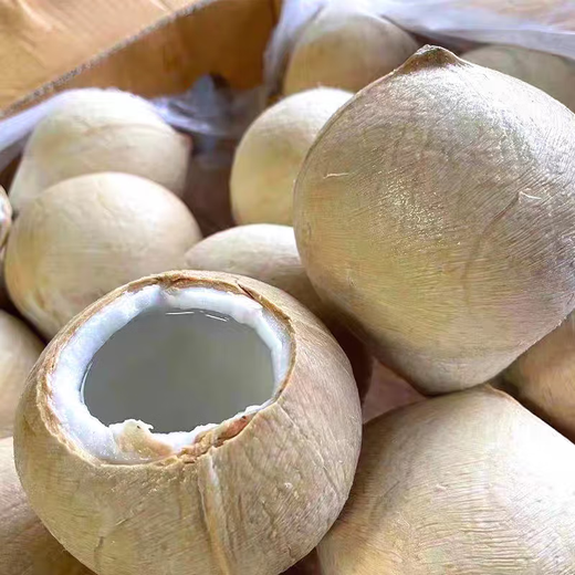 Imported milky coconut royal coconut seasonal fresh fruit green coconut milky fragrance rich and sweet taste milky coconut royal 4 pieces large fruit single fruit 400-500g