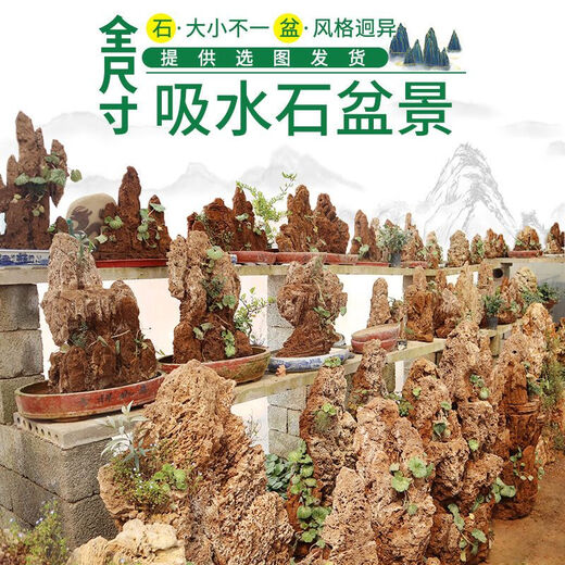 Water-absorbing stone 10-160CM natural water-absorbing stone raw stone water stone stone mountain bonsai rockery fish tank landscaping ornaments micro only stone 40-44 water-absorbing stone package