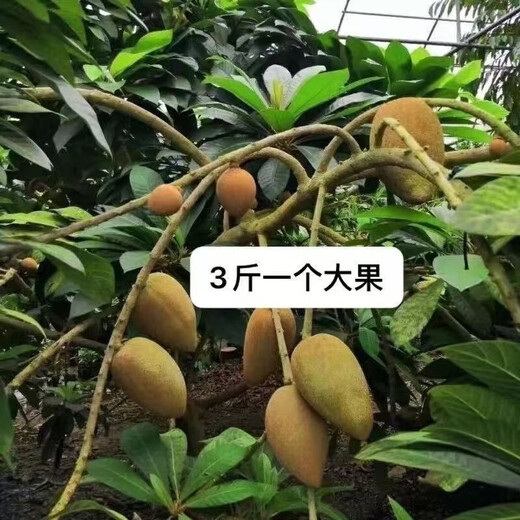 Planting Mummy Fruit Ghanaian Mummy Melon seeds can be used as garden potted fruit. The fruit can be grown in both the north and the south. Mummy Fruit. Note that 50 new seeds are planted.