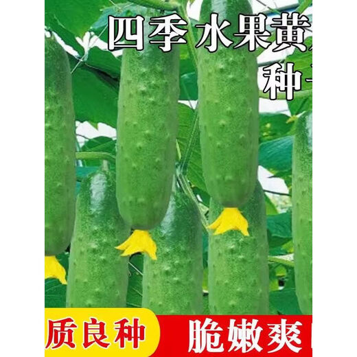 High-yielding fruit cucumber seeds for north and south raw dry cucumbers in spring and autumn small vegetable garden balcony four-season vegetable seeds this year 2 packs about 100 capsules